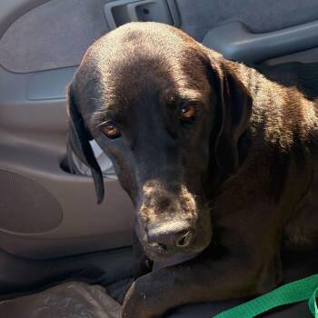 Basset Hound and Black Labrador Retriever Dogs Available for Adoption - Zeava | PetCurious