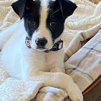 Rescue Border Collie and Terrier Dogs for Adoption in Muskego, Wisconsin - Carrie The Border Collie Mix | PetCurious