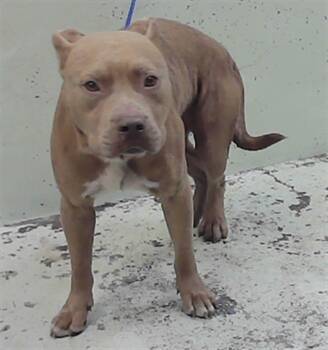 Staffordshire Bull Terrier and Mixed Breed Dogs Available for Adoption in Houston, Texas - BRONX | PetCurious