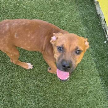 Tide 0464 -  Mixed Breed Dog for Adoption in Loxahatchee Groves, Florida - Tide 0464 | PetCurious