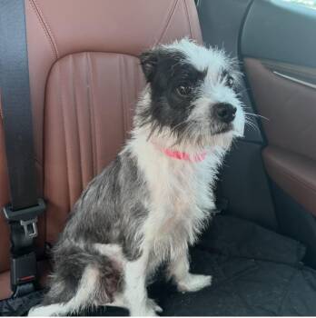Terrier Dogs Available for Adoption in Greenacres, Florida - Checkers | PetCurious