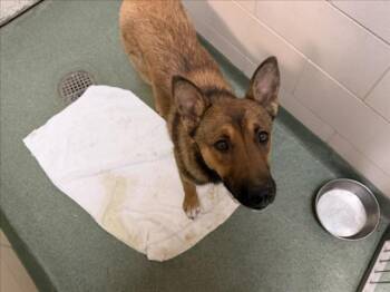 A175491 -  Mixed Breed Dog for Adoption in Santa Fe, New Mexico - A175491 | PetCurious