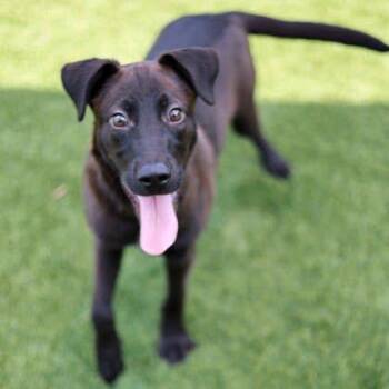 Jermaine -  Labrador Retriever and Mixed Breed Dog for Adoption in Atlanta, Georgia - Jermaine | PetCurious