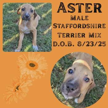 Rescue American Staffordshire Terrier Dogs for Adoption in Caldwell, Texas - Aster | PetCurious
