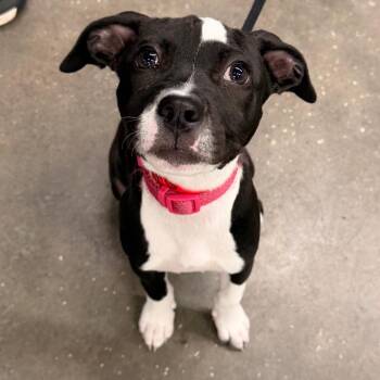 Tinker -  Terrier Dog for Adoption in Tampa, Florida - Tinker | PetCurious