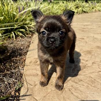 Millie -  Chihuahua Dog for Adoption in La Grange, Kentucky - Millie | PetCurious