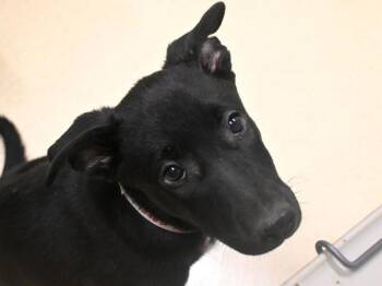 Shepherd Dogs Available for Adoption in Portland, Oregon - Mercury | PetCurious