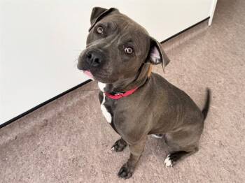 Terrier and Mixed Breed Dogs Available for Adoption in Brentwood, Missouri - WAYNE | PetCurious