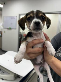 Mixed Breed Dogs Available for Adoption in Thousand Oaks, California - Volt | PetCurious