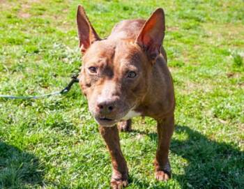 Mixed Breed Dogs Available for Adoption in West Chester, Pennsylvania - Asmara | PetCurious
