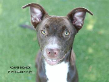 Binky -  Mixed Breed Dog for Adoption in Nashville, Tennessee - Binky | PetCurious