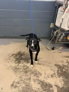 PARIS -  Labrador Retriever and Mixed Breed Dog for Adoption in Tallahassee, Florida - PARIS | PetCurious