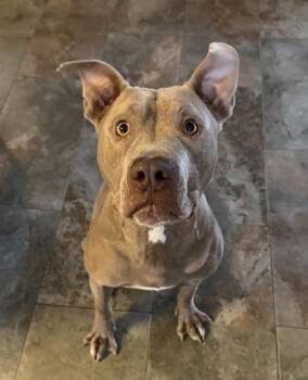 Pit Bull Terrier Dogs Available for Adoption - Richard (155942) (In A Foster Home) | PetCurious