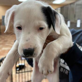 Mixed Breed Dogs Available for Adoption - FWT Prince | PetCurious