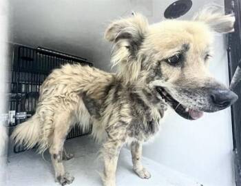 A658021 -  German Shepherd Dog Dog for Adoption in Houston, Texas - A658021 | PetCurious
