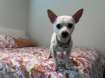 JR -  Chihuahua Dog for Adoption in Gorham, Maine - JR | PetCurious