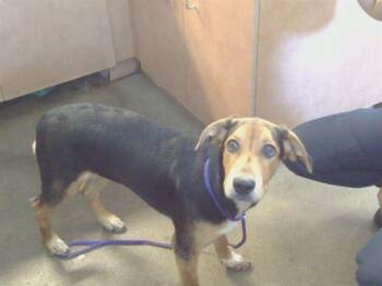 JOANNA -  Beagle and Pit Bull Terrier Dog Available for Adoption in Sacramento, California - JOANNA | PetCurious