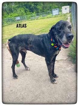 Great Dane Dogs Available for Adoption in Sebring, Florida - Atlas | PetCurious