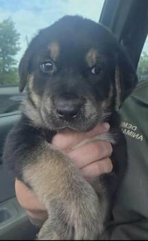 Rollo -  Golden Retriever and Rottweiler Dog for Adoption in Poplar Grove, Illinois - Rollo | PetCurious