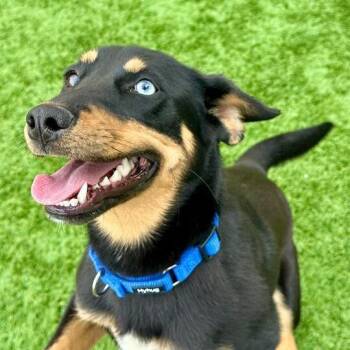 Mixed Breed Dogs Available for Adoption - Rosie | PetCurious