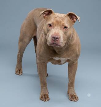 Delores -  Pit Bull Terrier Dog for Adoption in Wooster, Ohio - Delores | PetCurious