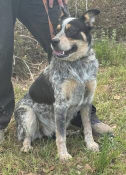 Australian Cattle Dog Blue Heeler Dogs Available for Adoption - Monica | PetCurious