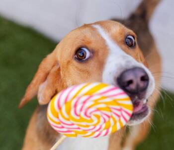 Karrie -  Hound and Terrier Dog for Adoption in Bloomfield, Connecticut - Karrie | PetCurious
