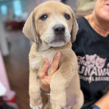 Shepherd and Great Pyrenees Dogs Available for Adoption in Port Richey, Florida - Marsha | PetCurious