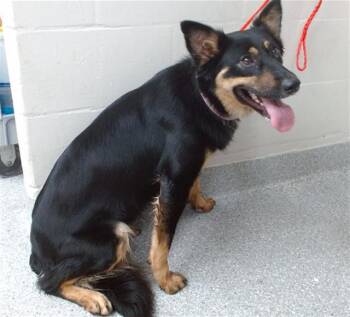 German Shepherd Dog and Mixed Breed Dogs Available for Adoption in Pasadena, Texas - CHARLIE | PetCurious