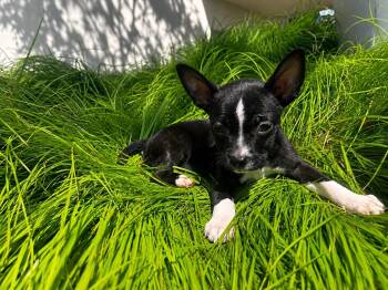 Thorin -  Mixed Breed Dog for Adoption in Madison, Wisconsin - Thorin | PetCurious
