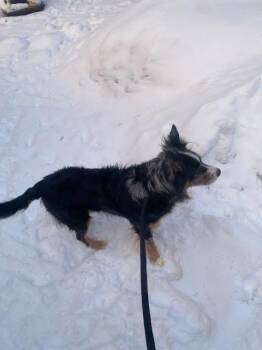 Australian Shepherd Dogs Available for Adoption - Ninja | PetCurious