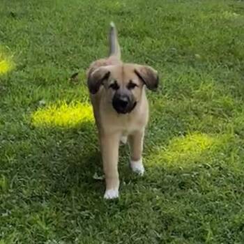 NY Blue avail Jul 18 (Kent NY Farmers Market) -  Anatolian Shepherd and Mixed Breed Dog for Adoption in Stormville, New York - NY Blue Avail Jul 18 (Kent NY Farmers Market) | PetCurious