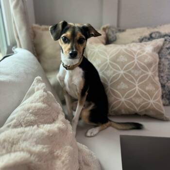 Pepper -  Fox Terrier Dog for Adoption in Williston, Vermont - Pepper | PetCurious
