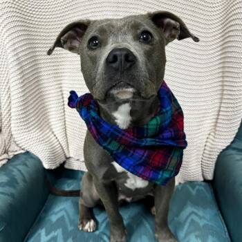 Rescue Pit Bull Terrier and Mixed Breed Dogs for Adoption - BLUEBERRY MUFFIN | PetCurious