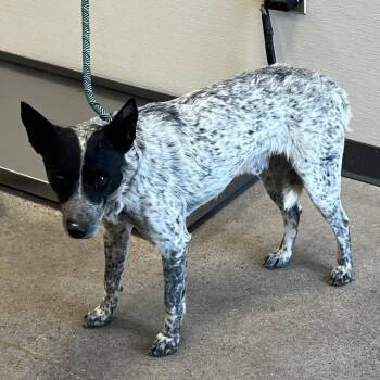 111020 -  Mixed Breed Dog for Adoption in Las Cruces, New Mexico - 111020 | PetCurious