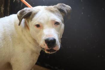 Rescue Mixed Breed Dogs for Adoption in Columbia, South Carolina - BUMPER | PetCurious