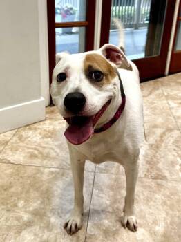 Cordelia -  Hound and Terrier Dog for Adoption in Hilton Head Island, South Carolina - Cordelia | PetCurious