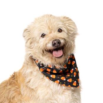 Luigi -  Terrier Dog for Adoption in Salem, Oregon - Luigi | PetCurious