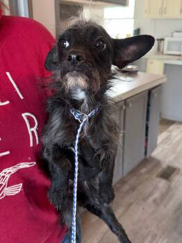 Terrier Dogs Available for Adoption - BROCK | PetCurious