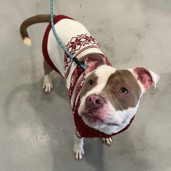 Pit Bull Terrier Dogs Available for Adoption - Cash | PetCurious