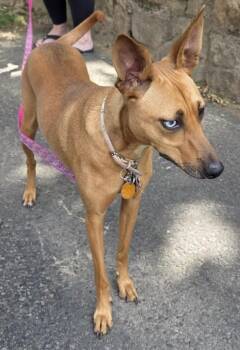 Cinnamon -  Whippet and Mountain Dog Dog for Adoption in Richboro, Pennsylvania - Cinnamon | PetCurious