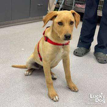 Labrador Retriever and Retriever Dogs Available for Adoption in Washington, District Of Columbia - Vivian | PetCurious