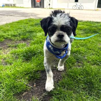 Shih Tzu Dogs Available for Adoption in Brookhaven, New York - Rizzo | PetCurious