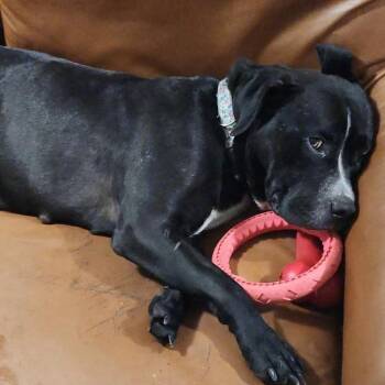 Maggie -  Labrador Retriever Dog for Adoption in Traverse City, Michigan - Maggie | PetCurious