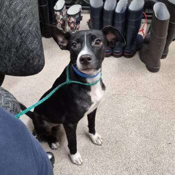 Jude -  Mixed Breed and Collie Dog for Adoption in Ardmore, Oklahoma - Jude | PetCurious