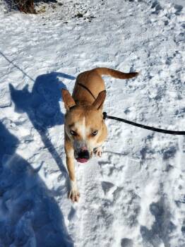 Mixed Breed Dogs Available for Adoption in Vaudreuil-dorion, Quebec - Coco | PetCurious