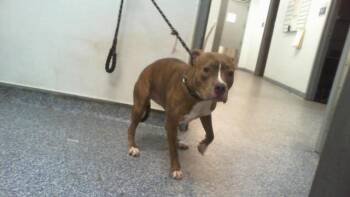 A1269066 -  Pit Bull Terrier Dog for Adoption in Charlotte, North Carolina - A1269066 | PetCurious
