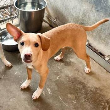 Chihuahua and Mixed Breed Dogs Available for Adoption in Morton Grove, Illinois - Fred | PetCurious