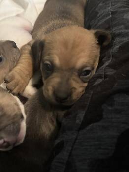 Cosette -  Dachshund Dog for Adoption in Albuquerque, New Mexico - Cosette | PetCurious