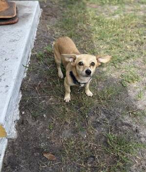 TRAVIS -  Mixed Breed Dog for Adoption in St. Cloud, Florida - TRAVIS | PetCurious